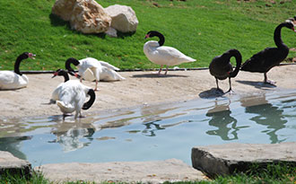 bird display